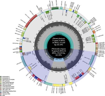 Complete chloroplast genome sequences of Phlomis fruticosa and Phlomoides strigosa and comparative analysis of the genus Phlomis sensu lato (Lamiaceae)